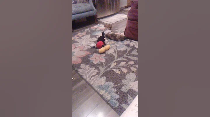 Peggy's Akers Dog, Tawynia Fugate/Home cooking, 08...