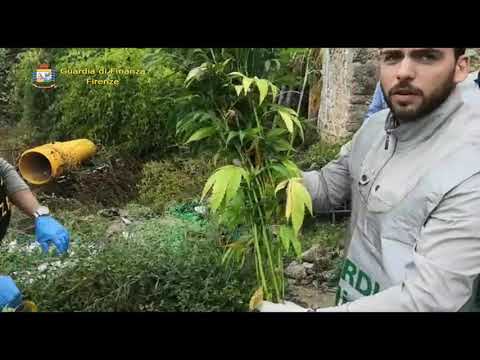 La GdF sequestra una piantagione di cannabis nel fiorentino