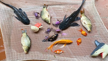 Kem Chanel ra bờ ao kéo vó được cá  chép, cá vàng, cá ba đuôi, cá sấu, cá mập, con ếch, con vịt