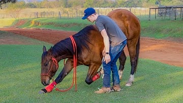 How I Teach Horses to Bow! Step By Step Tutorial!