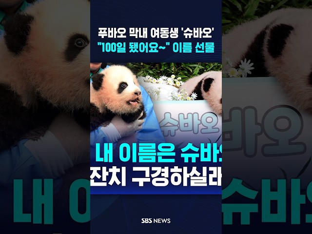 푸바오 막내 동생 "100일 됐어요~" #shorts