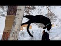 Luna the panther climbs on tops😂(ENG SUB)