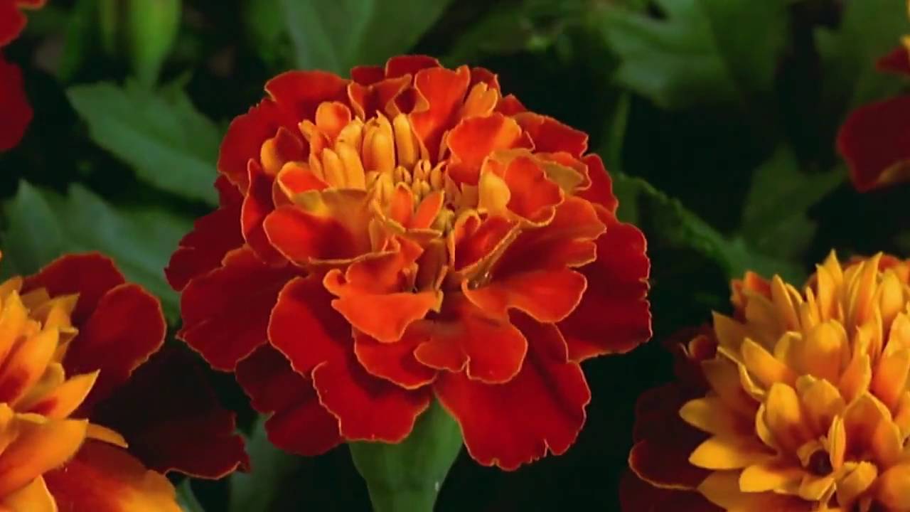 Beautiful flowers for a beautiful Lady YouTube