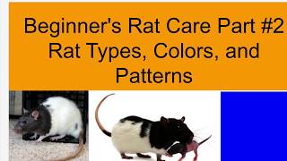 Information Rat types, colors, and patterns News
