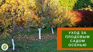 Уход за плодовыми деревьями осенью🍂Как подготовить сад к зиме