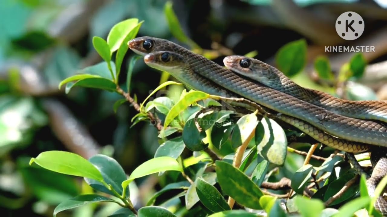 Jangle King Cobra ll 