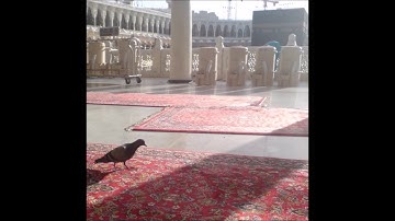 الشيخ أحمد كاسب - سورة النمل