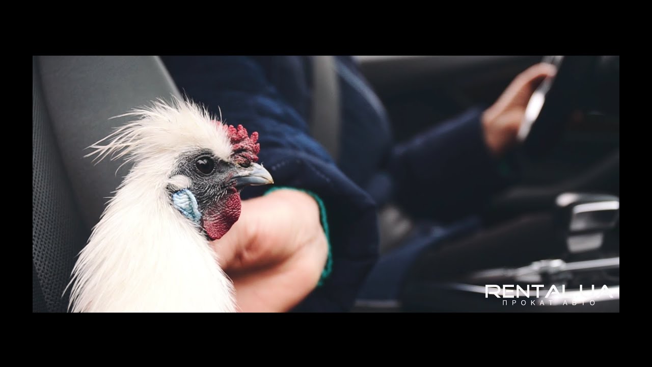 Курица за рулем картинки