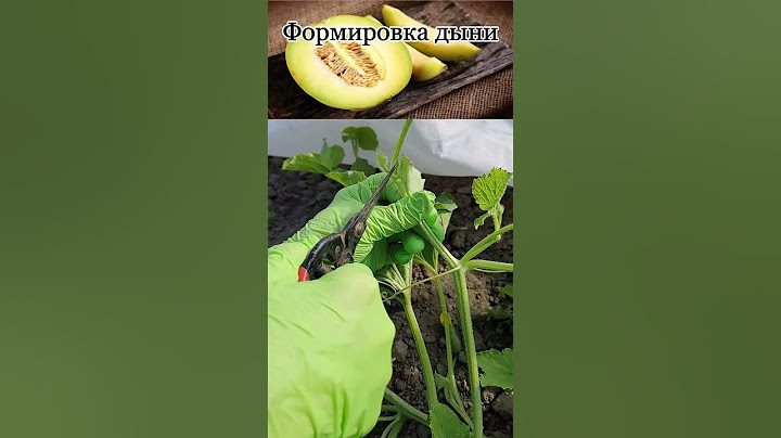 Формируем дыни🍈 правильно — один секрет, и плоды крупные!