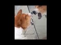 Funny Dogs 10 Dog Voice Dog Sounds Kuttar Dak