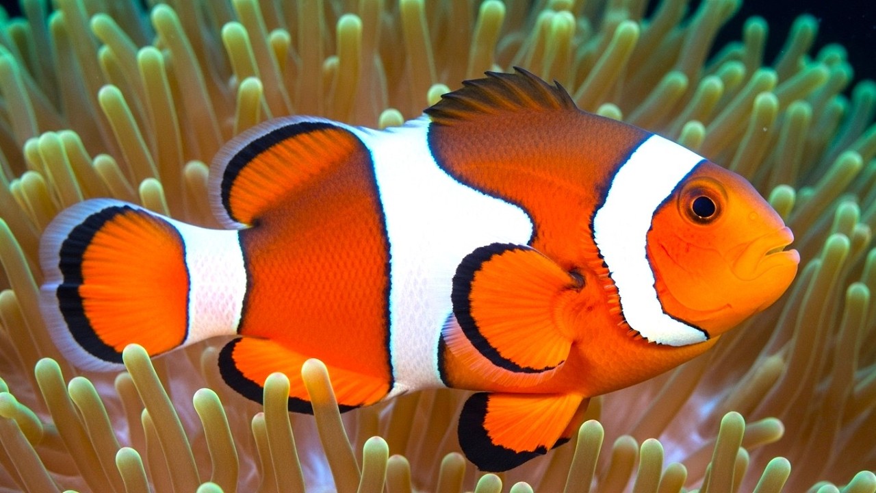 QUICK SLEEP AQUARIUM 🌌 Deep Sleep Piano Calm Night Rest - YouTube