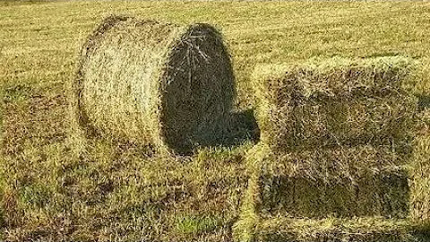 Какое сено лучше?