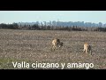 galgos de campo