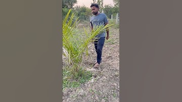 Farmer struggling pamail farm #viral #song #tsfarmers #farming #trending #farmers #short