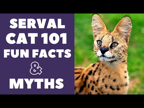 Video: Who Is Serval
