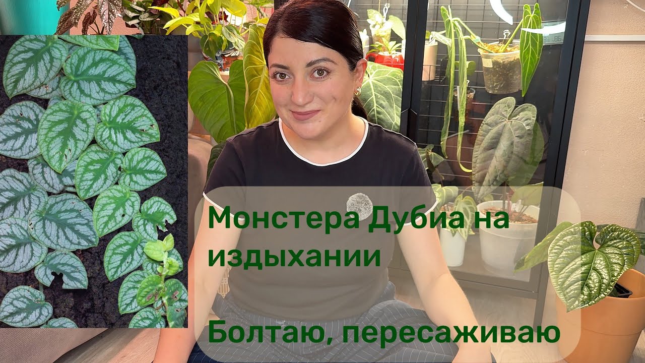 Умирающая монстера Дубиа. Пересадка, черенкование