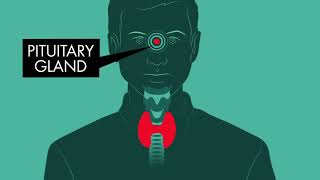 How does the thyroid manage your metabolism    Emma Bryce