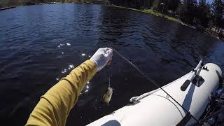 Elgin Fishing God's Tooth spoons - Flowing Lake, WA  4/4/2019