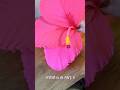 Giant Hibiscus Hawaii Flower Tutorial Shortsfeed Handmade Hawaii Liloandstitchliveaction 
