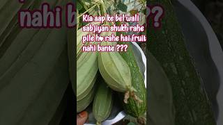 caer tips sumar plant #bel wali sabji # organic fertilizer #good rizlt
