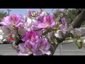 Израиль. "Орхидейное дерево" - Баухиния. Цветущий Израиль.