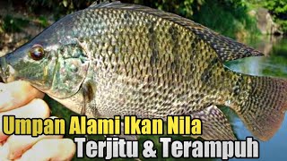 10 Most Effective and Effective Natural Baits for Fishing Tilapia in 2022