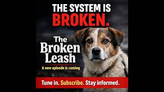 The Animal Welfare System Is Broken — Here’s Why