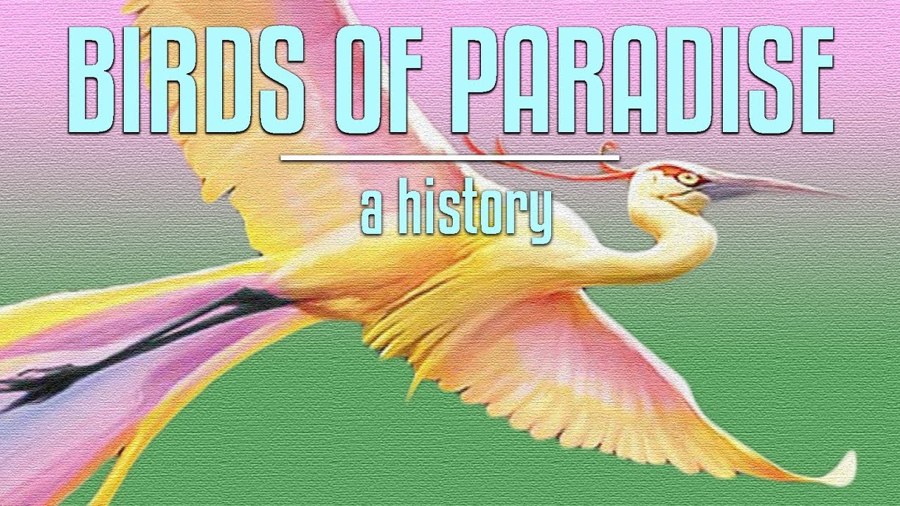 The Curious Case of Birds of Paradise
