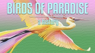 The Curious Case of Birds of Paradise screenshot 4