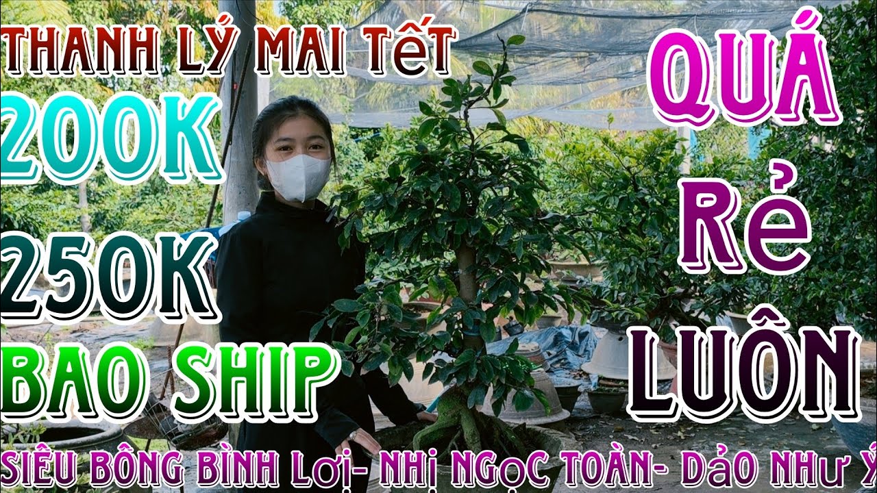 🌈30/12☎️0327801069(NGỌC)🔥Dọn vườn thanh lý hết lô mai giống ghép nhiều loại mai giống nụ chuẩn tết