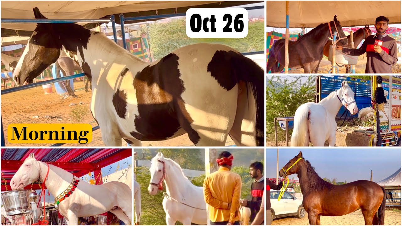 Pushkar Mela Horse Fair 2025 Oct 26 | Budget Horse Hunt Morning Vlog