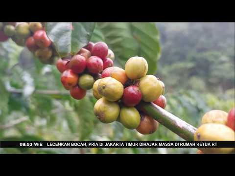 Specialty Coffee from the Slopes of Mount Ciremai Goes Global