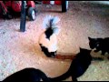 Skunk at Dinner with Barn Cats