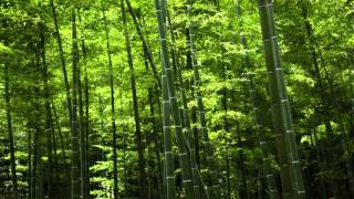 Lux Natura - Bamboo