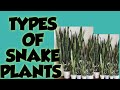 Senseveria /snake plant types/mother in laws toungue varieties/