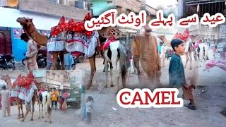 Eid Se pahle Camel A gayi