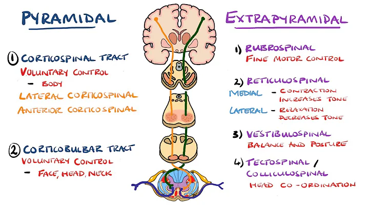 Extrapyramidal and Pyramidal Tracts - Descending Tracts of the Spinal Cord | (Includes Lesions)