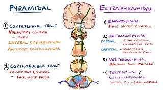 Extrapyramidal and Pyramidal Tracts - Descending Tracts of the Spinal Cord | (Includes Lesions)