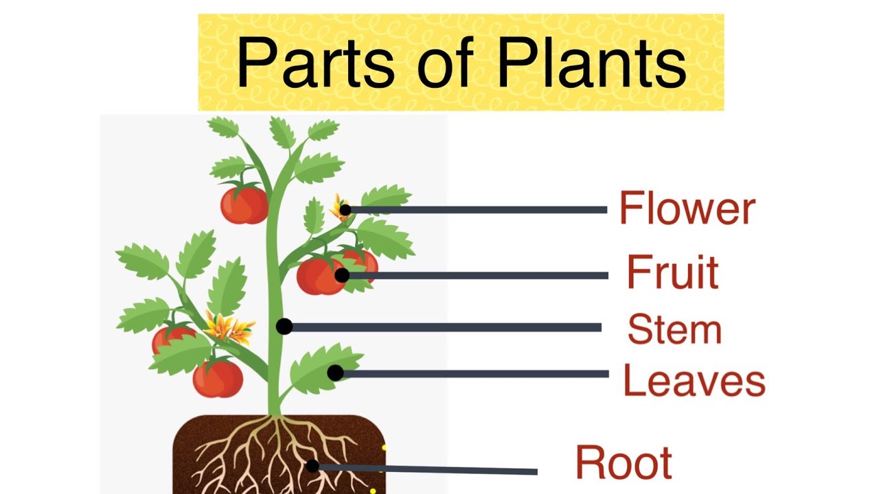 Parts of plants Different parts of plants Part of plants and their