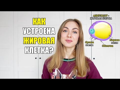 Как устроена жировая клетка (адипоцит)?