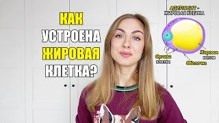 Как устроена жировая клетка (адипоцит)?