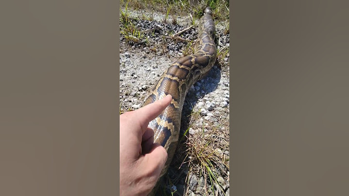 MUSCLE SNAKE! #fyp #foryou #explorepage #explore #snake #python #fypシ #shorts #wildlife #nature