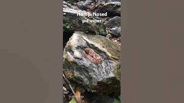 Hump nosed Pit-viper #vipersnake #snakesofindia #reptilesofindia #wildlife #westernghats #venomous