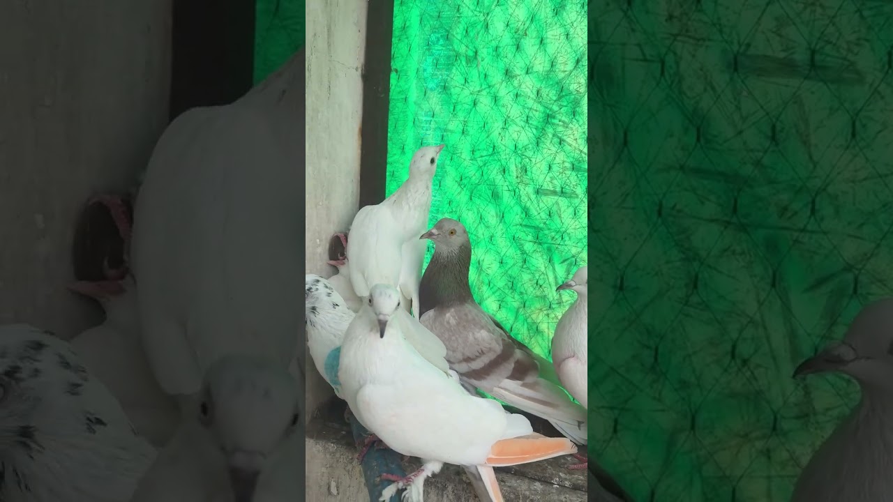 Full Punjabi kabuttar 