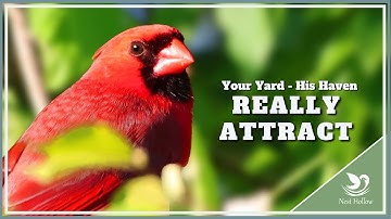 REALLY Attract Cardinals: Create an Irresistible Cardinal Haven