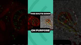 THIS Shuts Down on Purpose! @icrscience