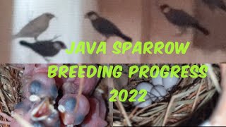 Java sparrow breeding progress 2022 /Birds information