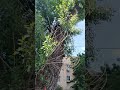 Дерево долгожитель в Москве, которому 205 лет!!!