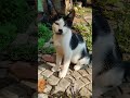 Video Seluar Pendek Sebenar Kucing Comel yang Lucu #kitten #funny  cute Cat funny Real Shorts video