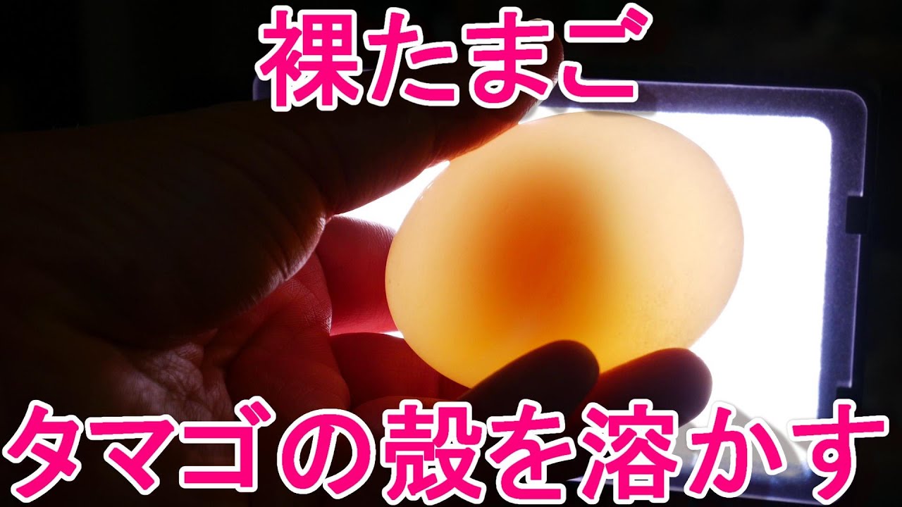 卵の殻を溶かす らくらく理科教室 卵の殻を溶かす らくらく理科教室